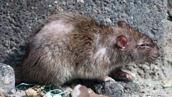 Científicos japoneses crean olor que espanta a los roedores - Sputnik Mundo
