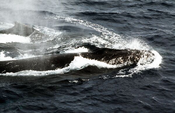 Japón acatará la prohibición de la caza de ballenas en el Antártico - Sputnik Mundo