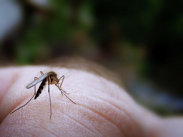 “(Las sanciones) me provocan la misma sensación que los mosquitos en Siberia”, declaró Vladímir Yakunin - Sputnik Mundo