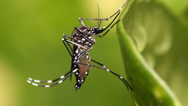 Mosquito Aedes Aegypti, transmisor del virus Chikungunya y del Dengue - Sputnik Mundo