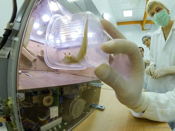 Lagartijas y moscas aterrizan tras cumplir su misión espacial - Sputnik Mundo