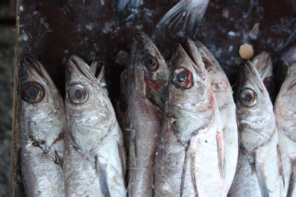 The Financial Times precisa que “Chile saldrá beneficiado de las medidas restrictivas rusas contra la importación de pescado” - Sputnik Mundo