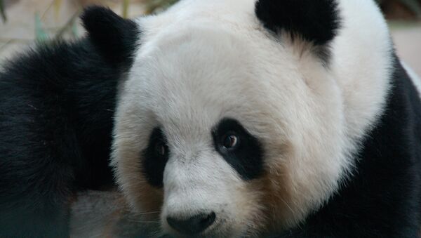 Preocupación por el estado de un panda en un zoo tailandés - Sputnik Mundo
