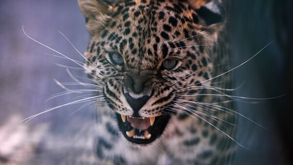 Un leopardo (Archivo) - Sputnik Mundo