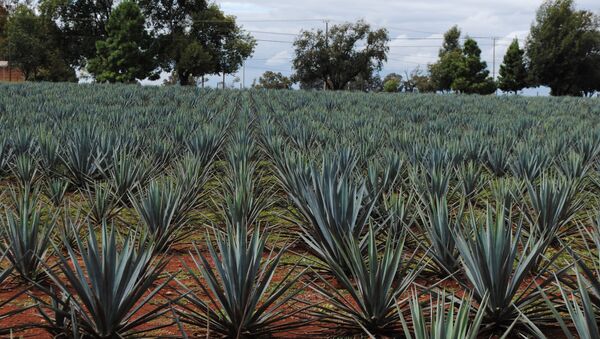 Tequila: disfrutar del corazón del agave azul - Sputnik Mundo