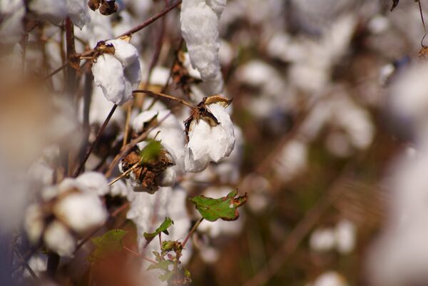 EEUU pagará $300 millones a Brasil para evitar sanciones en el sector del algodón - Sputnik Mundo