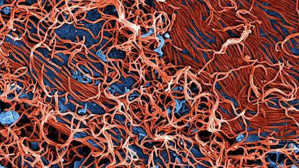 Los infectados por ébola superan 15.000, dice la OMS - Sputnik Mundo