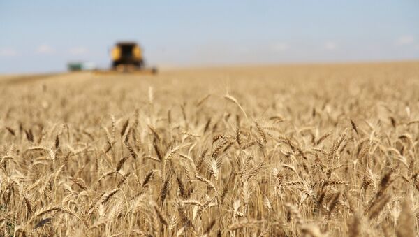 Rusia aumenta la exportación de trigo en un 80% entre enero y septiembre - Sputnik Mundo