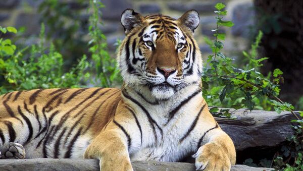 Un tigre de Amur emigra de Rusia a China - Sputnik Mundo