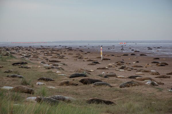 El litoral donde nacen las focas grises - Sputnik Mundo