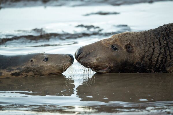 El litoral donde nacen las focas grises - Sputnik Mundo
